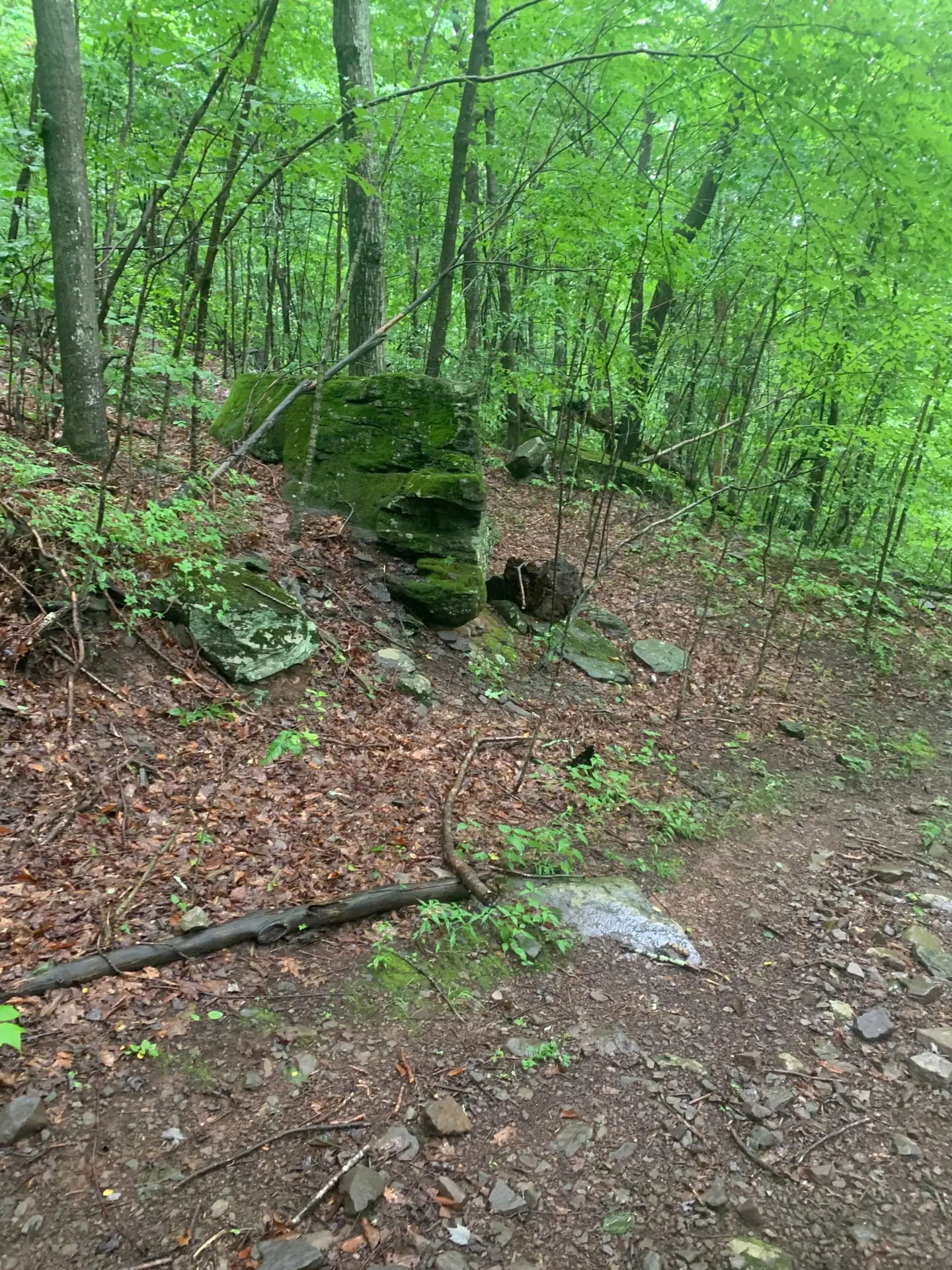 A path leading into the forest