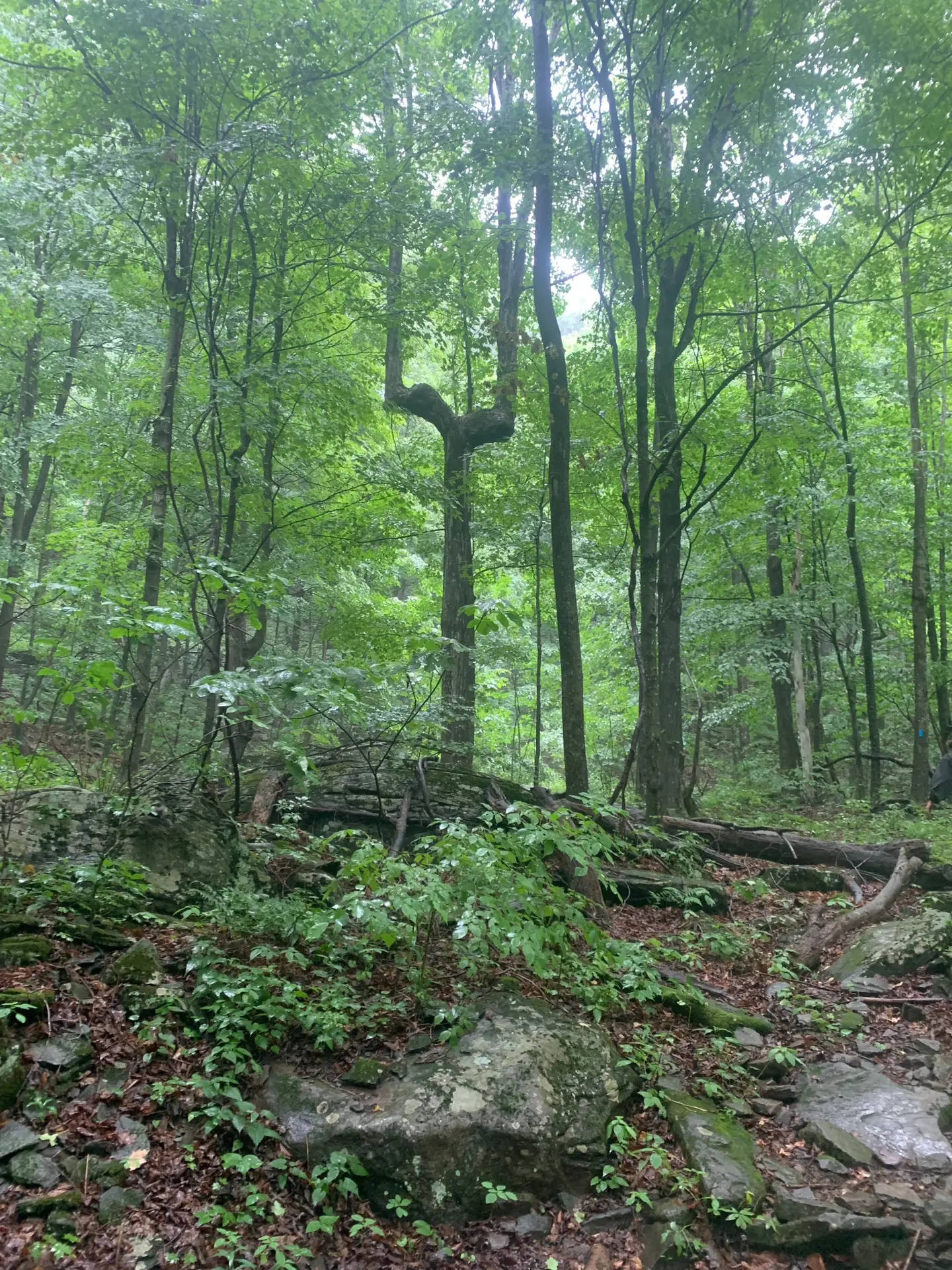 Light falling through the canopy