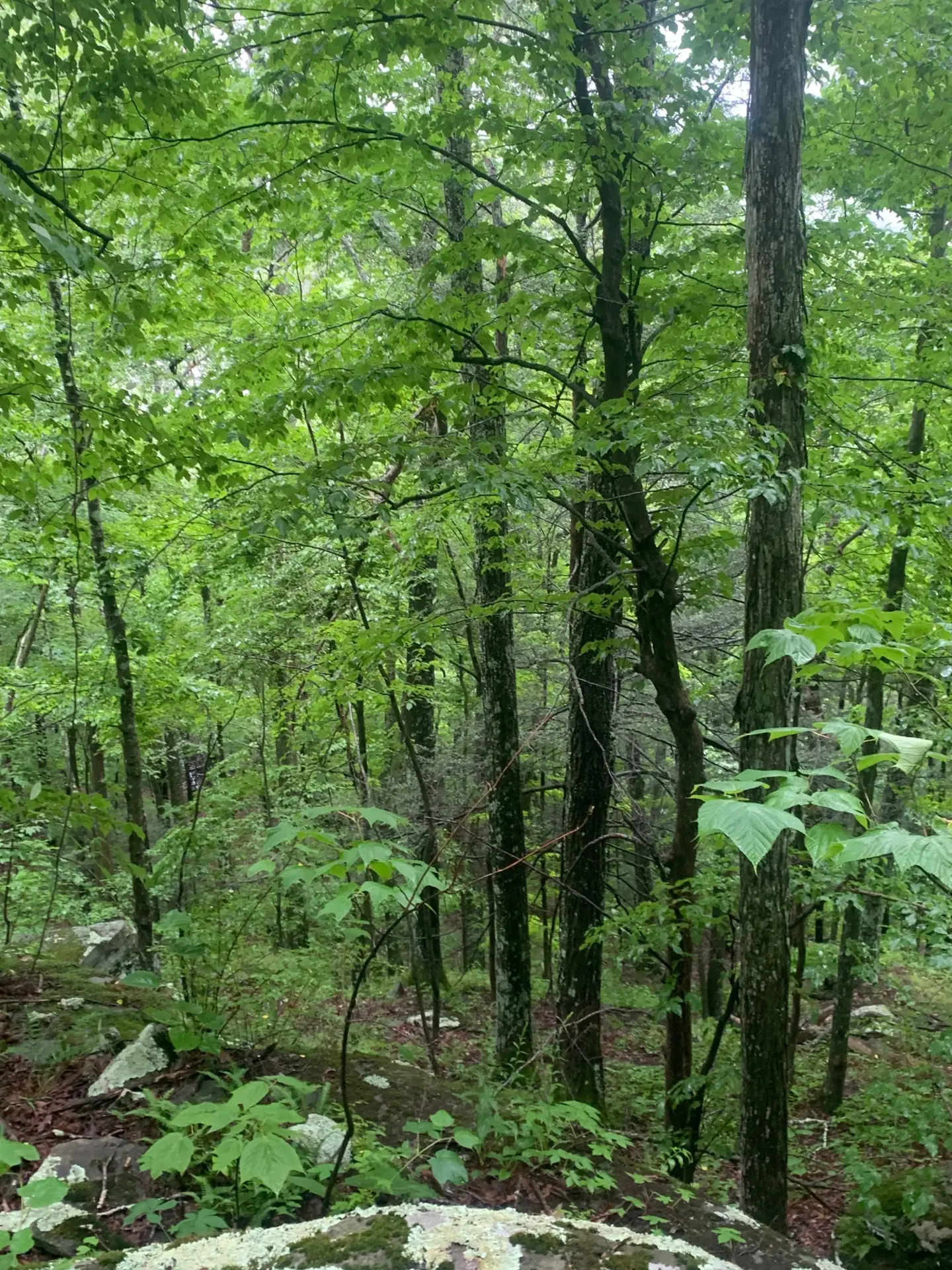 Green woodland in soft daylight