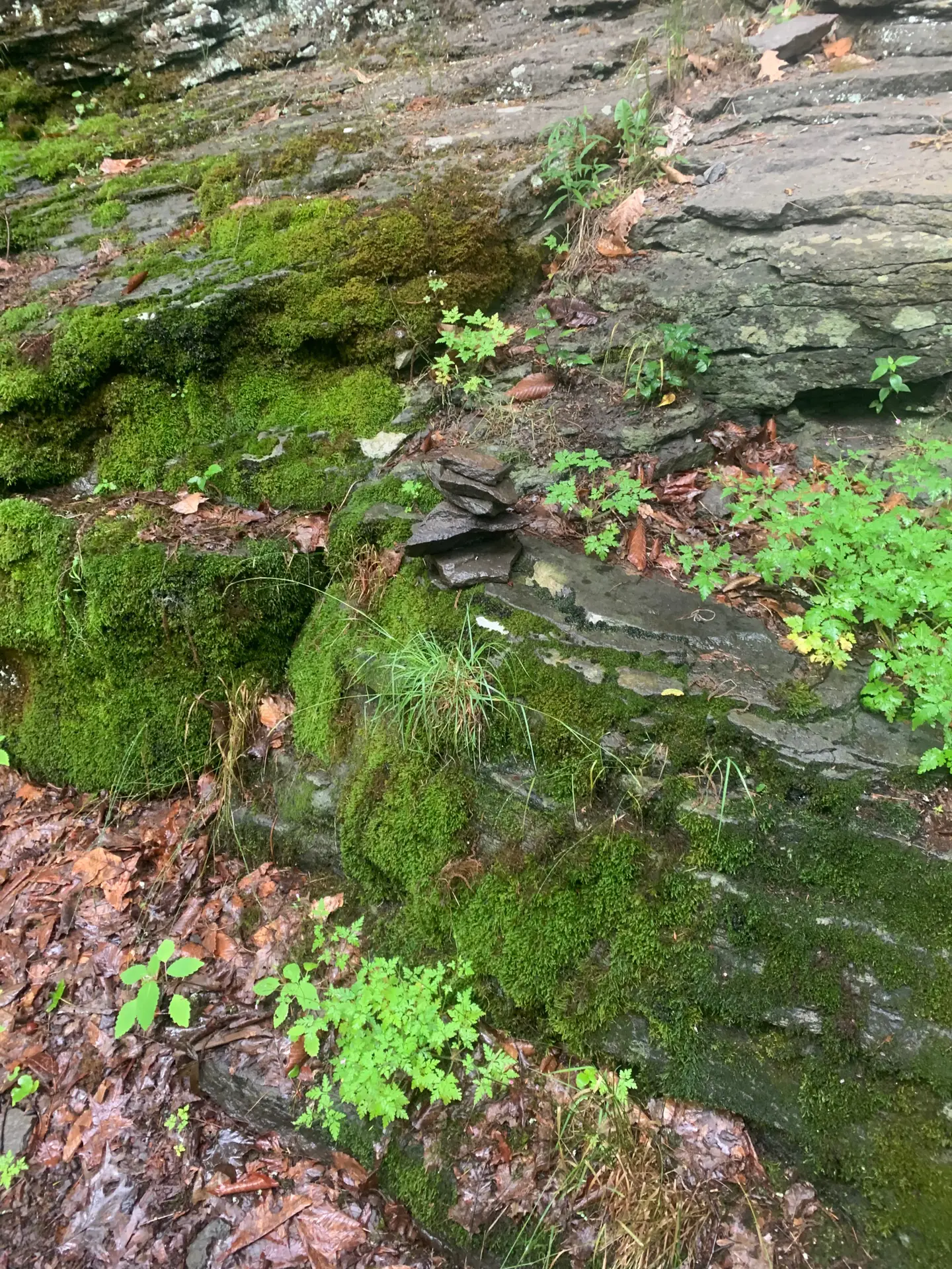 Moss-covered rocks along the forest floor