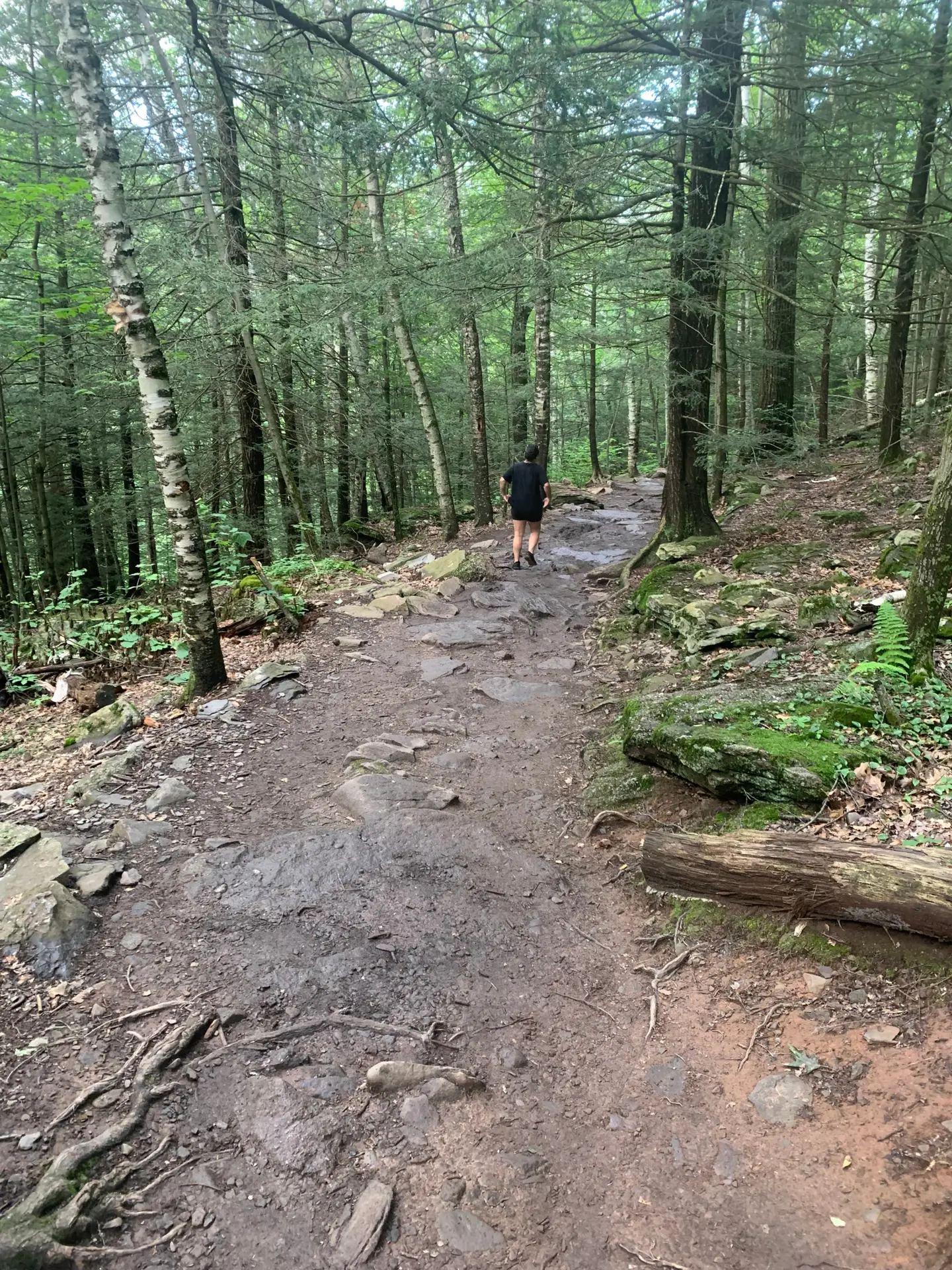 A stone path through the trees