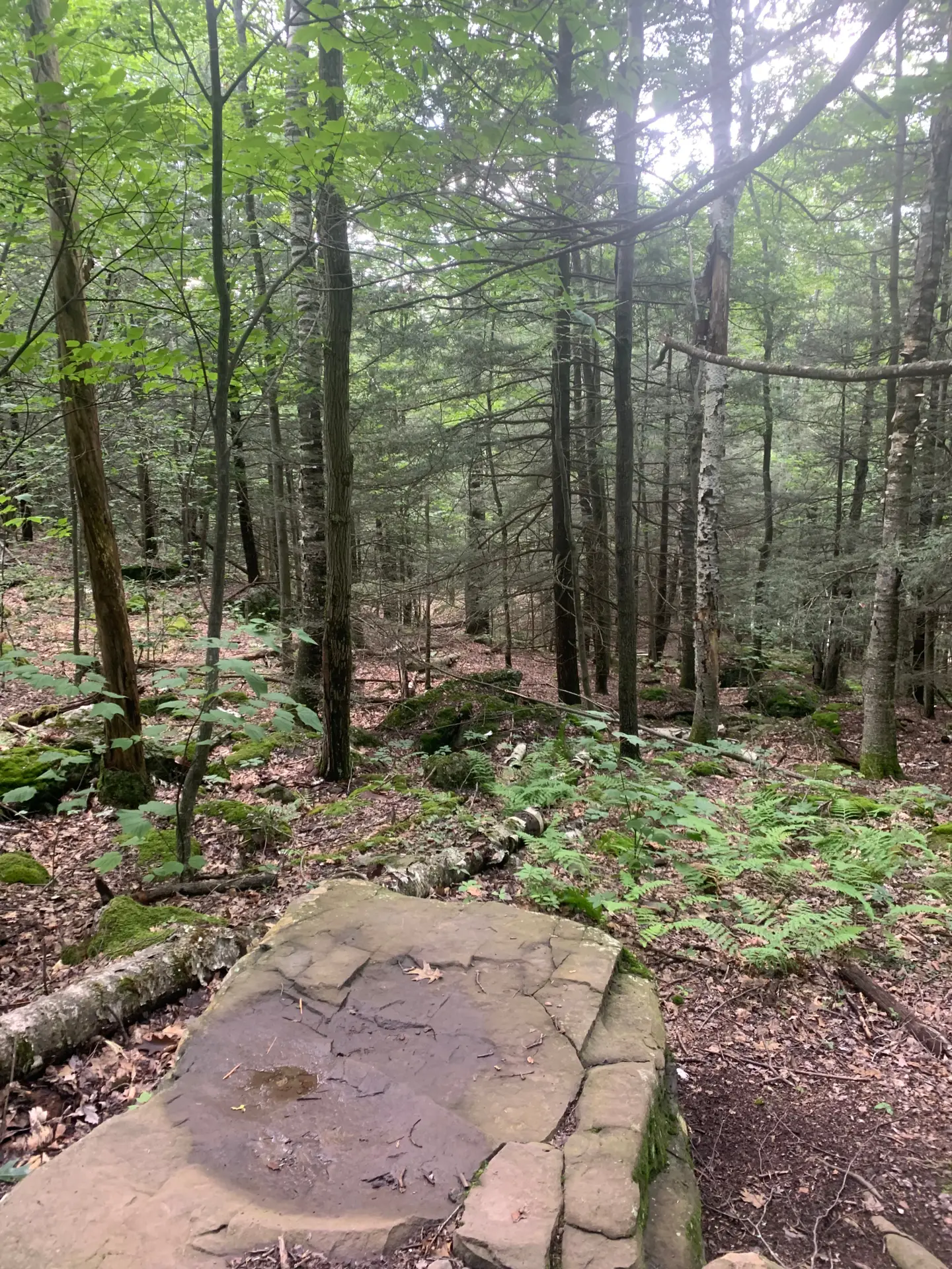 A quiet stone resting in deep green forest